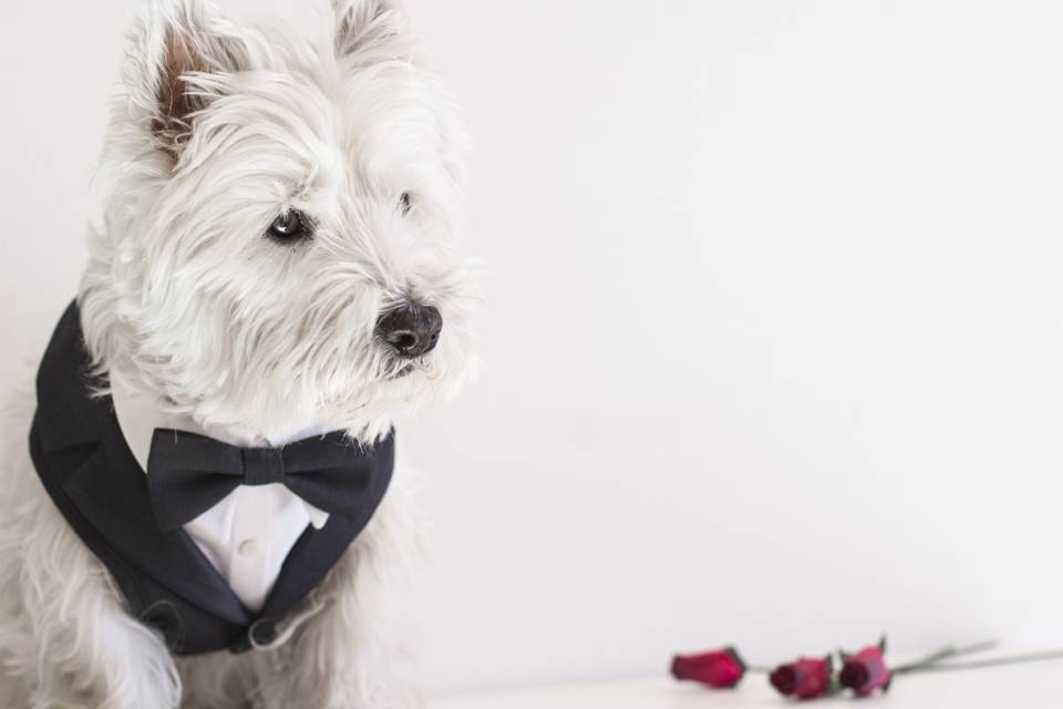 Accessori per cani per un matrimonio indimenticabile