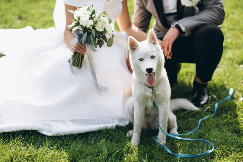 Cane nelle nozze: un compagno di gioia nel giorno del matrimonio